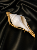 Brass Sacred Shankh Asana